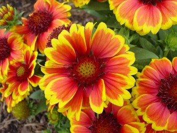 Avis de décès de Carol Diane Edwards