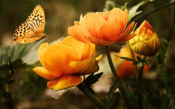 Obituary of Alice Delgado Arreola