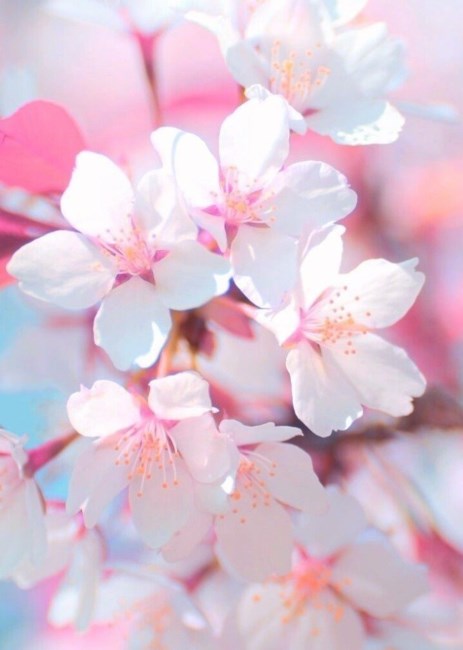 Obituary of Carol-Anne Linda Davis