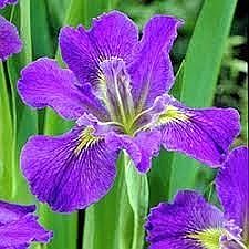 Obituary of Frances Louise Thomas Sherman