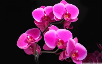 Obituary of Maria Estrella Kladde
