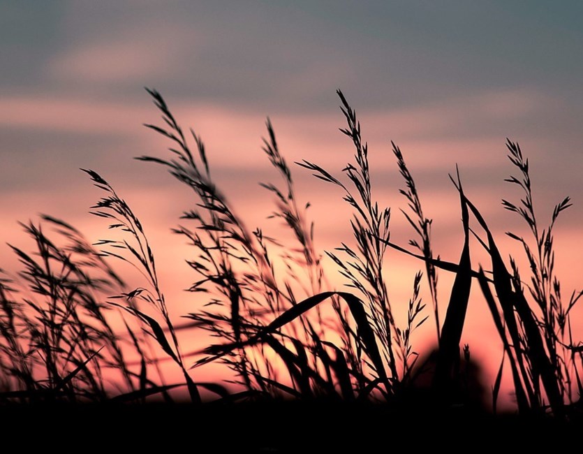 Obituary of Michelle Elizabeth Mahan