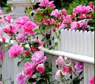 Obituary of Barbara Jo Coffey