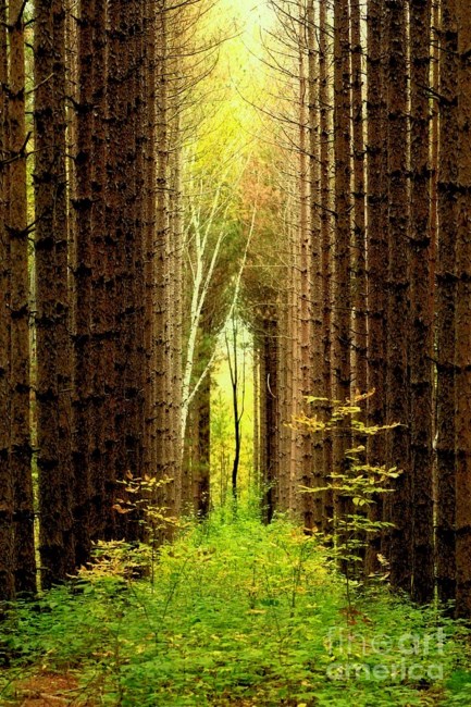 Obituary of Elizabeth Ann Chrisman