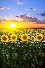 Obituary of Dorothy L Hunt