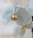 Obituary of Deborah Ann Nelson