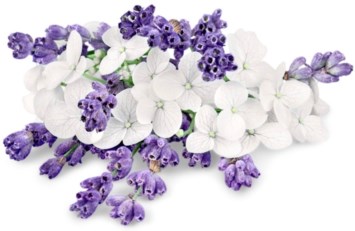Obituary of Nimmi Singh