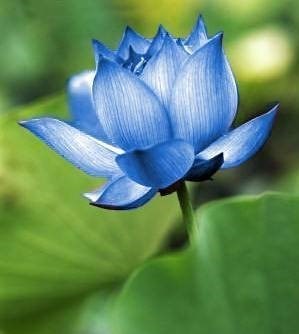 Obituary of Boqiang Pan