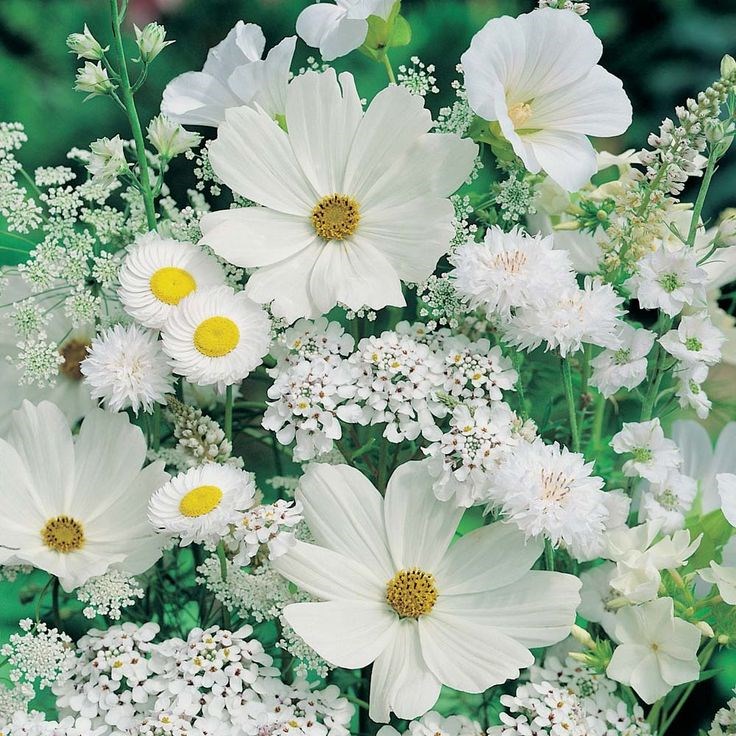 Obituary of Mary Laurel Engstrom