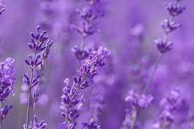 Obituary of Margarita V Gonzales