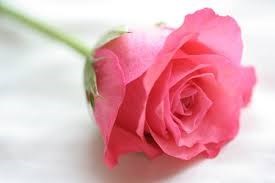Obituary of Shirlie Christine York
