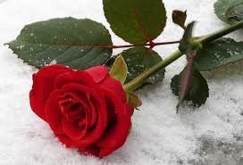 Obituary of Yolanda Suppa