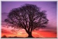 Obituary of Alma Katherine Henriksen