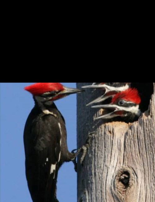 Obituary of William Stanley Mills