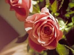 Obituary of Rose L. Perreca