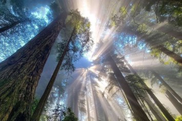 Obituary of Arthur Charles Collier