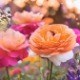Obituary of Randlyn Jean Martin