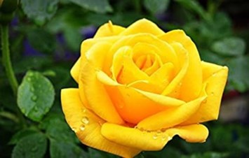 Obituary of Roberta Lynette Mariano