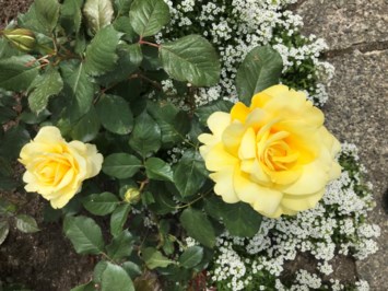 Obituary of Michael John Kirk