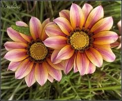 Avis de décès de Jean Louise Haugen