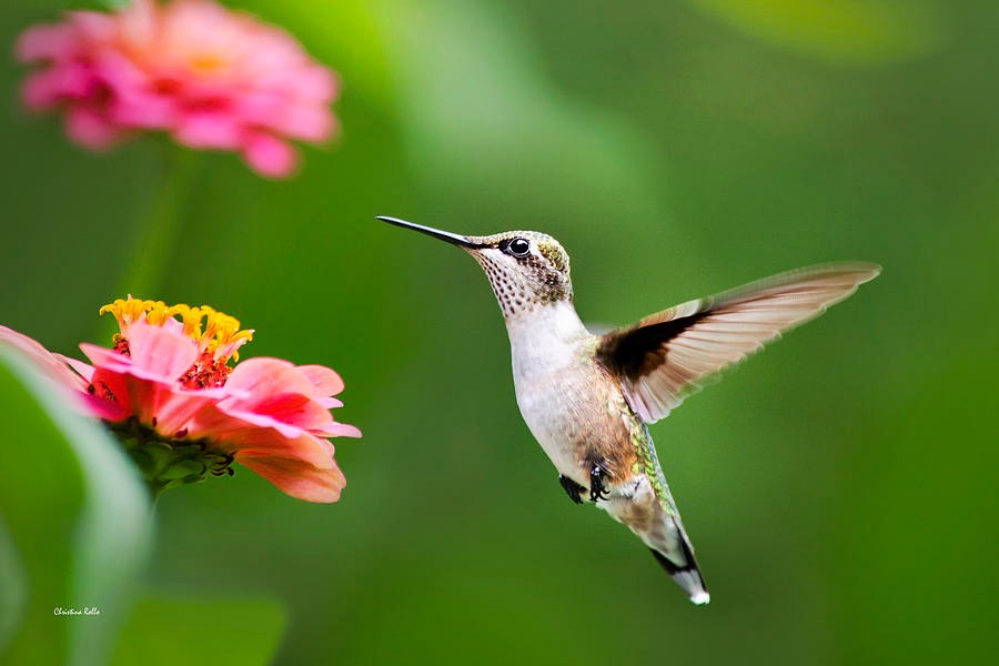 Obituary of Rae Jean McCarty