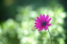 Obituary of Helen Lucille Lawrence