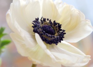 Obituary of Opal B Hill