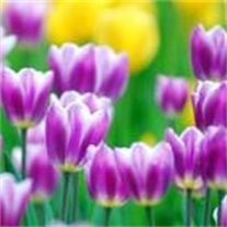 Obituary of John L. Yonn