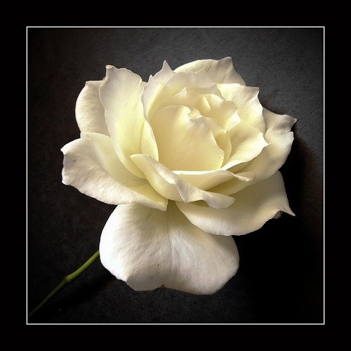 Obituary of Shirley Hayes