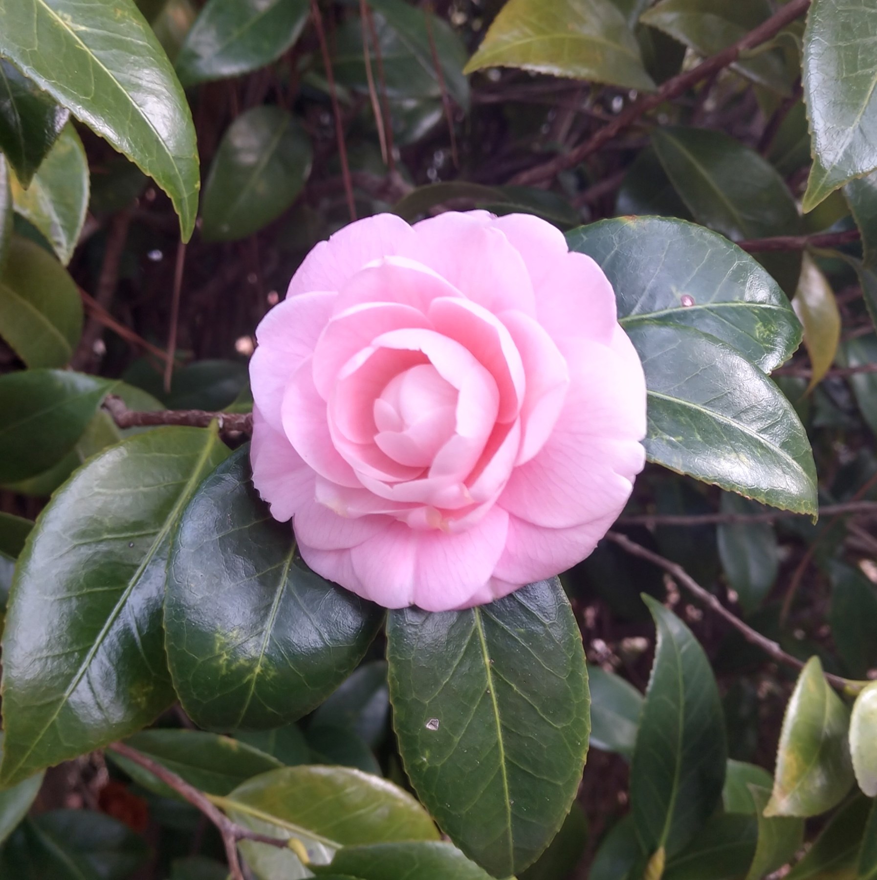 Obituary of Pauline "Polly" Lewis