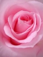 Sherry Hamilton