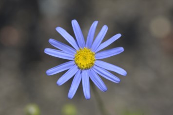 Obituary of Mary Jo Beach