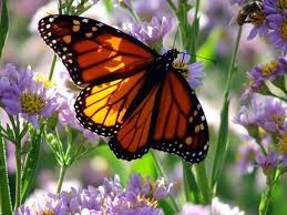Obituary of Anna Lomonaco