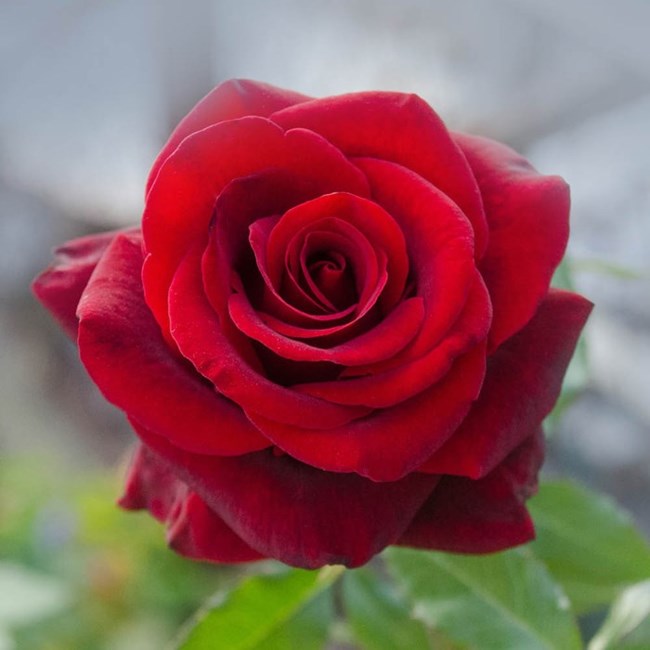 Obituary of Lorraine Dorothy Jennings