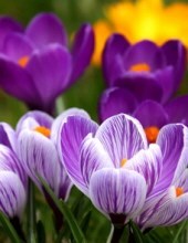 Obituary of Rose Marie Bennett