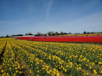 Obituary of Sarah Jo Marie Lowe