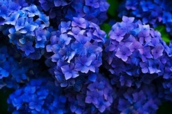 Obituario de Barbara Jean Chamberland