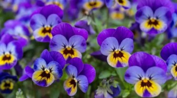 Obituary of Violet Setsuko Himeda