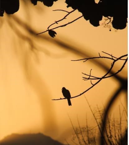 Obituary of William Louis Guzzetti