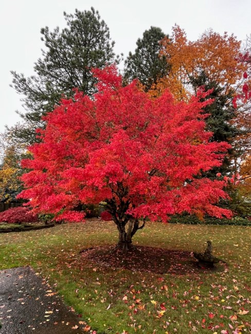 Avis de décès de Alta Loretta Bettis