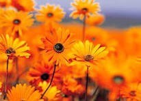 Obituario de Amparo A. Ong