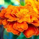 Obituario de Deborah Lorraine Jones