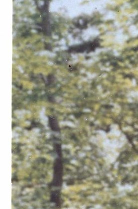 Troy Mccarty Obituary Lufkin, TX