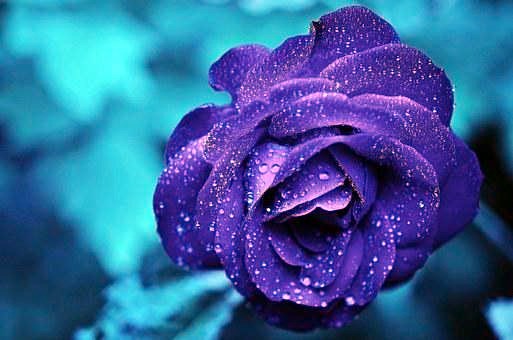 Obituary of Elda Garcia