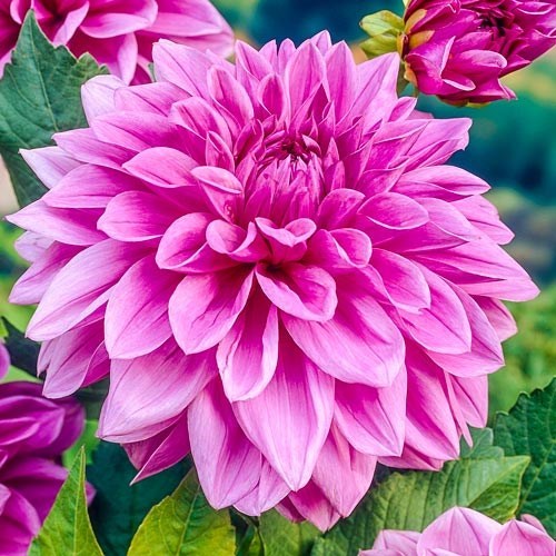 Obituary of Susan Marie Morin