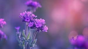 Obituary of Susan Fuller Price