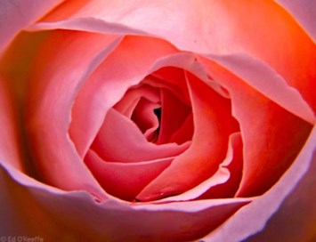 Obituary of Karen McFarland