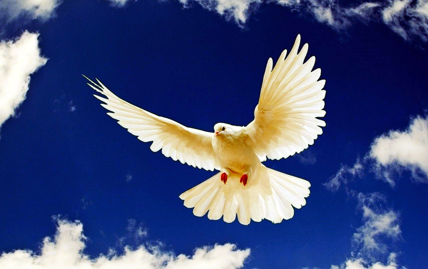 Jane Joslin Obituary New Tazewell, TN