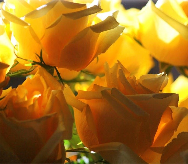 Obituary of Jean S. Handlos