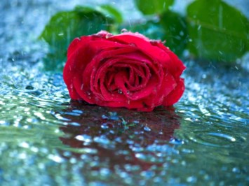 Obituary of Bertha L. Castañeda